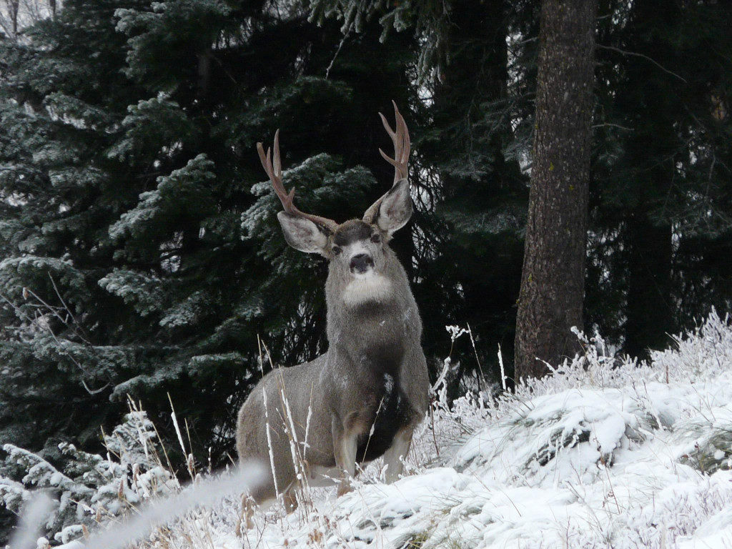 A Montana mule deer in a snowy November rut.