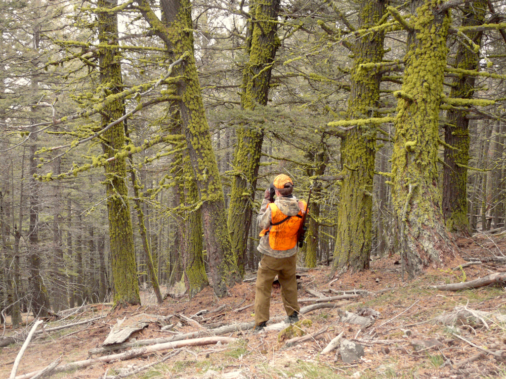 Three Reasons Why You Might Consider Hiring a Montana Hunting Outfitter