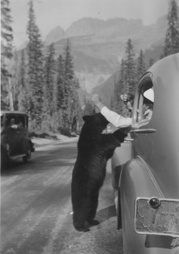 Montana vacation idea circa 1940s: Feeding black bears from the car in Yellowstone National Park.